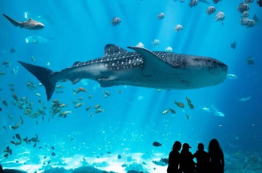 Georgia Aquarium Atlanta Akuarium Terbesar di Amerika